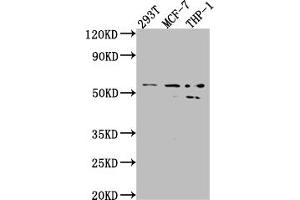 Western Blot Positive WB detected in: 293T whole cell lysate, MCF-7 whole cell lysate, THP-1 whole cell lysate All lanes: MMP12 antibody at 1:1000 Secondary Goat polyclonal to rabbit IgG at 1/50000 dilution Predicted band size: 55 kDa Observed band size: 54, 45 kDa (Recombinant MMP12 antibody)