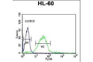 LIPE Antibody (C-term) (ABIN653323 and ABIN2842814) flow cytometric analysis of HL-60 cells (right histogram) compared to a negative control cell (left histogram).