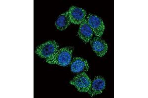 Confocal immunofluorescent analysis of PGK1 Antibody (Center) (ABIN391135 and ABIN2841256) with Hela cell followed by Alexa Fluor 488-conjugated goat anti-rabbit lgG (green). (PGK1 antibody  (AA 117-145))