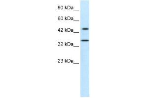 PNMA1 antibody used at 0.