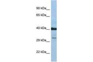 Image no. 1 for anti-Prostaglandin D2 Receptor (PTGDR) (AA 238-287) antibody (ABIN6747485) (PTGDR antibody  (AA 238-287))
