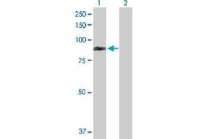 REPS1 antibody  (AA 1-653)