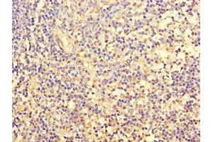 Immunohistochemistry of paraffin-embedded human tonsil tissue using ABIN7153123 at dilution of 1:100 (FOSL2 antibody  (AA 1-326))