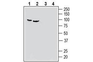 Western blot analysis of human HeLa cervix adenocarcinoma cell line lysate (lanes 1 and 3) and human PC-3 prostate adenocarcinoma cell line lysate (lanes 2 and 4): - 1, 2. (SEMA3F antibody  (Secreted))