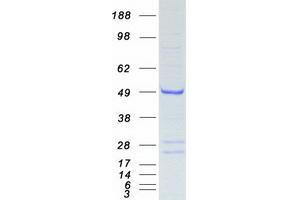 Validation with Western Blot (APOBEC3G Protein (Myc-DYKDDDDK Tag))