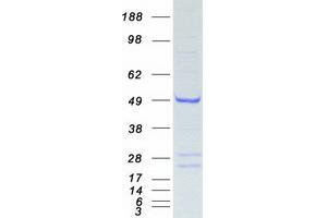 Validation with Western Blot (APOBEC3G Protein (Myc-DYKDDDDK Tag))