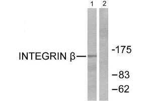 Western Blotting (WB) image for anti-Integrin beta 1 (ITGB1) (Thr789) antibody (ABIN1847950) (ITGB1 antibody  (Thr789))