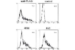 Flow cytometry data of overexpressed FLAG-tagged caspase-11 in 293T cells using anti-caspase-11 mAbs (4E11 and 8A5)  anti-FLAG or control. (Caspase 4 antibody)