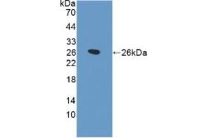 Western blot analysis of recombinant Rat SPB. (SFTPB antibody  (AA 111-329))