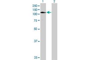 Western Blot analysis of ZNF484 expression in transfected 293T cell line by ZNF484 MaxPab polyclonal antibody. (ZNF484 antibody  (AA 1-852))
