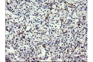 Image no. 1 for anti-Fetal and Adult Testis Expressed 1 (FATE1) antibody (ABIN1498224) (FATE1 antibody)