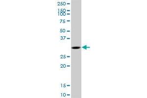 MYD88 MaxPab polyclonal antibody. (MYD88 antibody  (AA 1-296))
