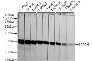 Western blot analysis of extracts of HeLa cells, using GAPDH antibody (ABIN7267454) at 1:10000-1:256000 dilution. (GAPDH antibody)