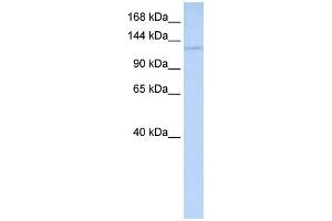 WB Suggested Anti-WDR3 Antibody Titration:  0. (WDR3 antibody  (Middle Region))