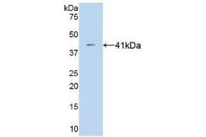 Detection of Recombinant VGF, Human using Monoclonal Antibody to VGF Nerve Growth Factor Inducible (VGF) (VGF antibody  (AA 330-449))