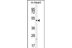 TSPYL4 Antibody (C-term) (ABIN656027 and ABIN2845401) western blot analysis in mouse heart tissue lysates (35 μg/lane). (TSPY-Like 4 antibody  (C-Term))