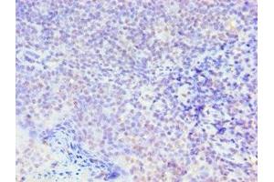 Immunohistochemistry of paraffin-embedded human tonsil tissue using ABIN7160250 at dilution of 1:100 (SMAD9 antibody  (AA 1-300))