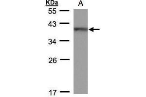 WB Image Sample(30 ug whole cell lysate) A: 293T 12% SDS PAGE antibody diluted at 1:500