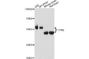 Western blot analysis of extracts of various cell lines, using TPH2 antibody. (Tryptophan Hydroxylase 2 antibody)