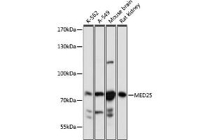 Western blot analysis of extracts of various cell lines, using MED25 antibody (ABIN7268442) at 1:1000 dilution.