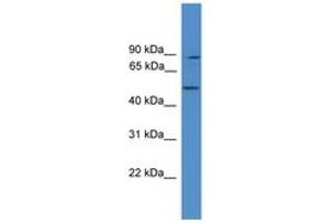 ZER1 antibody  (AA 421-470)