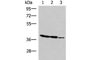 Western blot analysis of HT-29 K562 and HUVEC cell lysates using GIMAP2 Polyclonal Antibody at dilution of 1:1000 (GIMAP2 antibody)