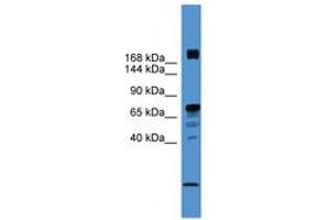 RLF Antikörper  (AA 20-69)