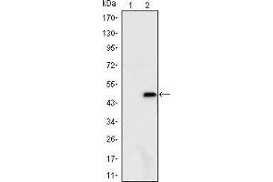 Ataxin 1 antibody