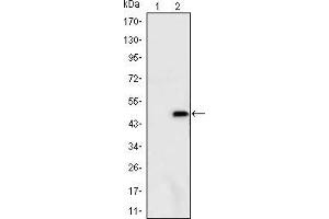 Western blot analysis using ATXN1 mAb against HEK293 (1) and ATXN1(AA: 645-815)-hIgGFc transfected HEK293 (2) cell lysate. (Ataxin 1 antibody)
