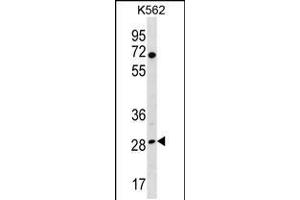 Western blot analysis in K562 cell line lysates (35ug/lane). (RPA4 antibody  (C-Term))