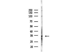anti-Olfactory Receptor, Family 2, Subfamily A, Member 25 (OR2A25) (C-Term) antibody