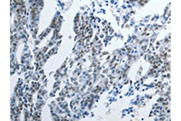 PIWIL3 antibody