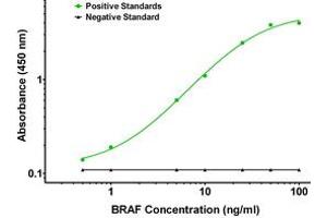 ELISA image for anti-B-Raf proto-oncogene, serine/threonine kinase (BRAF) antibody (ABIN2715101) (BRAF antibody)