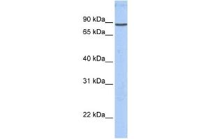 Western Blotting (WB) image for anti-Gelsolin (GSN) antibody (ABIN2459728) (Gelsolin antibody)