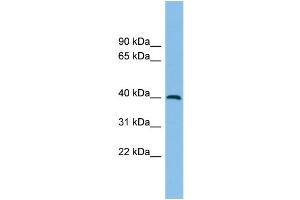 WB Suggested Anti-ADH5 Antibody Titration: 0. (ADH5 antibody  (Middle Region))