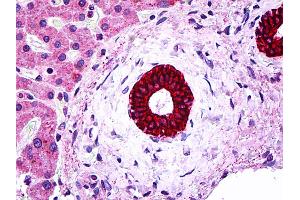 IHC Information: Paraffin embedded bileduct tissue, tested with an antibody dilution of 5 ug/ml. (Cytokeratin 19 antibody  (N-Term))