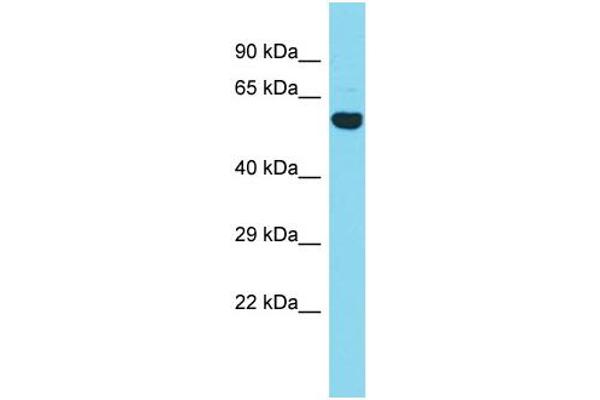 CCDC149 antibody  (N-Term)