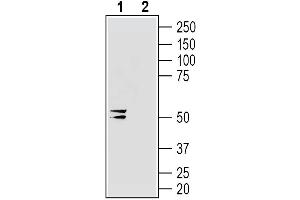 Western blot analysis of human  MG glioblastoma cell line lysate:1. (Gap Junction Protein, gamma 2, 47kDa (GJC2) Peptide)