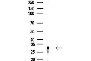 anti-TM158 (Internal Region) antibody