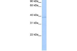 Annexin A8-Like 2 antibody used at 0. (ANXA8L2 antibody  (N-Term))