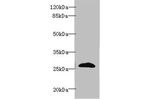 Ephrin A3 antibody  (AA 23-214)