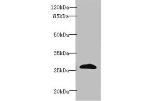 Western blot All lanes: EFNA3 antibody at 2 μg/mL + HepG2 whole cell lysate Secondary Goat polyclonal to rabbit IgG at 1/10000 dilution Predicted band size: 27, 24 kDa Observed band size: 27 kDa (Ephrin A3 antibody  (AA 23-214))
