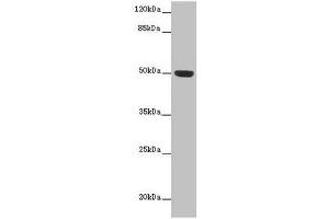 Western blot All lanes: HTR3D antibody at 2 μg/mL + Hela whole cell lysate Secondary Goat polyclonal to rabbit IgG at 1/10000 dilution Predicted band size: 51, 31, 26, 46 kDa Observed band size: 51 kDa