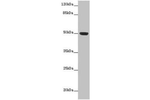 HTR3D 抗体  (AA 107-210)