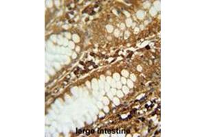 C1orf51 antibody (N-term) immunohistochemistry analysis in formalin fixed and paraffin embedded human large intestine followed by peroxidase conjugation of the secondary antibody and DAB staining. (C1orf51 antibody  (N-Term))