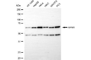 Western blotting analysis using AIFM1 antibody (ABIN7797632).