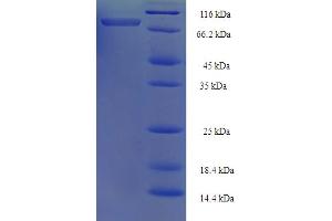 ATP5A1 Protein (AA 44-553) (His-SUMO Tag)