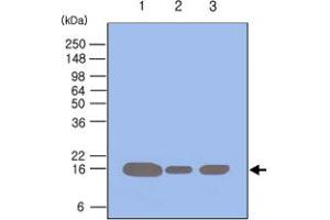 Western blot analysis of 293T , HeLa and Jurkat cell lysates (each 50 ug) were resolved by SDS - PAGE , transferred to PVDF membrane and probed with PIN1 monoclonal antibody , clone 3G8 (1 : 500) . (PIN1 antibody  (AA 1-163))