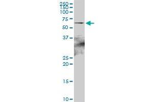 HSPA2 MaxPab polyclonal antibody. (HSPA2 antibody  (AA 1-639))