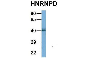 Western Blotting (WB) image for anti-Heterogeneous Nuclear Ribonucleoprotein D (HNRNPD) (N-Term) antibody (ABIN2778694)